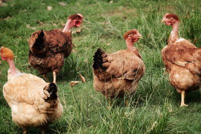 High angle view of chicken on field