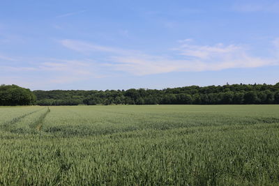 Scenic view of agricultural field against sky