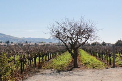 Vineyard against clear sky