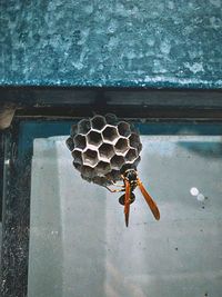 Close-up of bee on the wall