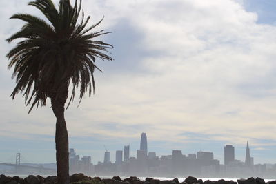 Palm trees and buildings against sky