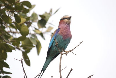 Close-up of bird perching on tree against clear sky