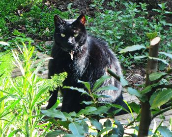 Cat sitting on grass