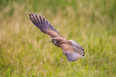 Close-up of bird flying over grass