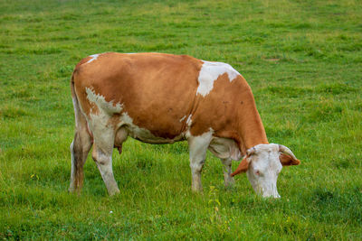 Cows on field