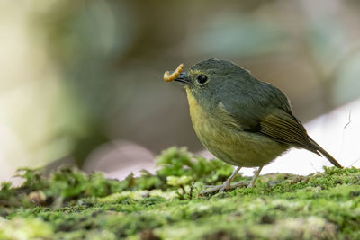 Close-up of bird perching on plant