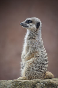 meerkat
