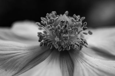 Macro shot of flowering plant