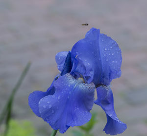 Close-up of wet purple flower blooming outdoors