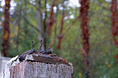 Close-up of bird perching on tree in forest