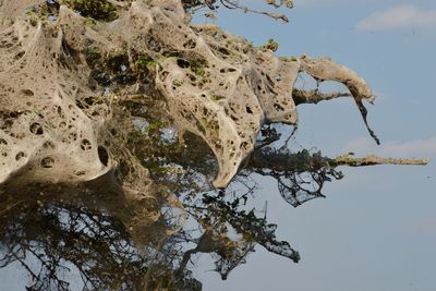 Close-up of tree branch against sky