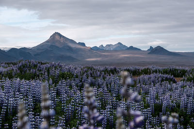 Scenic view of sea and mountains against sky