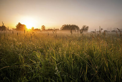 Scenic view of field against sky during sunset