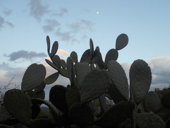 Low angle view of cactus growing on field against sky