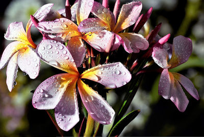 Close-up of wet flowers