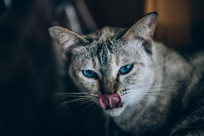 Close-up portrait of tabby cat