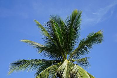 Low angle view of palm tree against clear blue sky