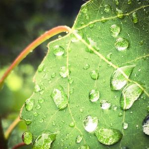 Close-up of water drops on leaves