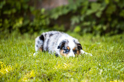 Portrait of dog on grassy field