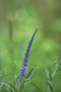Close-up of purple flowering plant on field