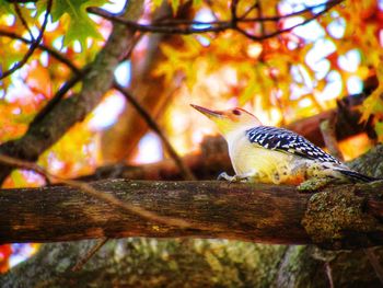 Bird perching on branch