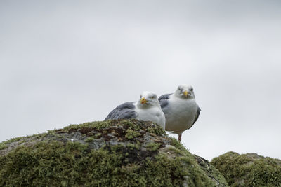 Close-up of bird perching on rock