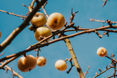 Low angle view of fruits on tree against sky