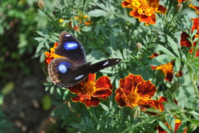 Close-up of butterfly pollinating on flower