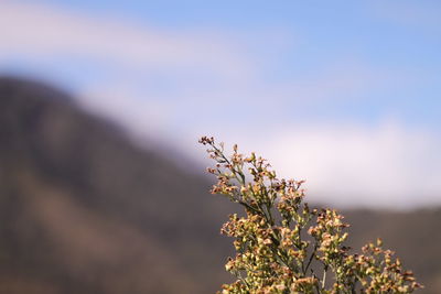 Close-up of white flowers in field