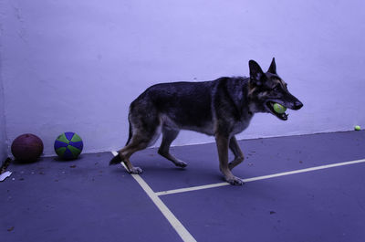 Dog standing on road in city