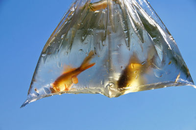 Close-up of fish in plastic bag against clear blue sky