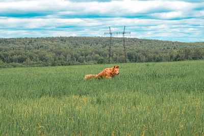 Lizard on a field