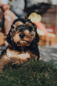 Portrait of a cute two month old cockapoo puppy relaxing in the garden, looking at the camera.