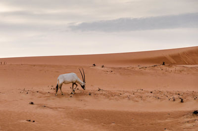Arabian oryx walking on desert