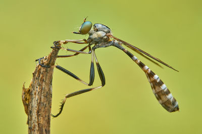 Close-up of dragonfly on plant