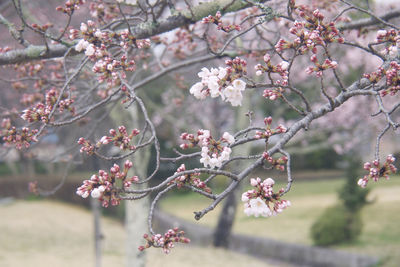 Close-up of cherry blossom tree