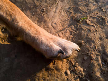 High angle view of horse in mud