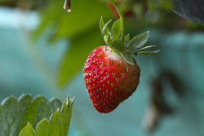 Close-up of strawberry