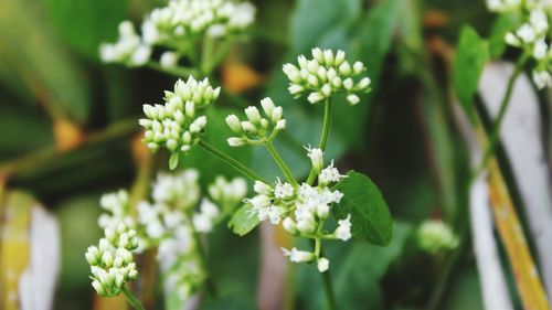 Close-up of white flowering plant