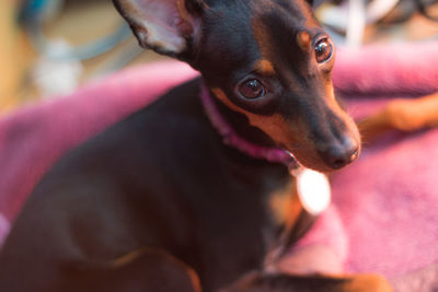 Portrait of dog sitting on pet bed