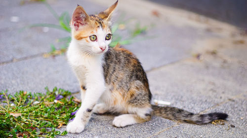 Portrait of cat sitting outdoors