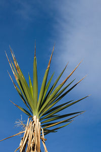 Low angle view of plant against blue sky