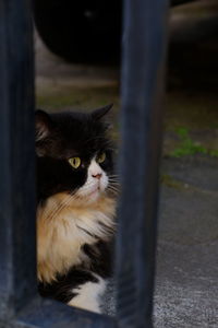 Portrait of black cat