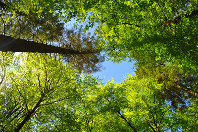 Low angle view of trees