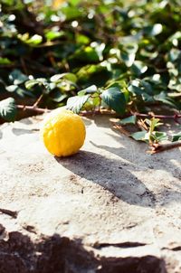 Close-up of lemon on tree