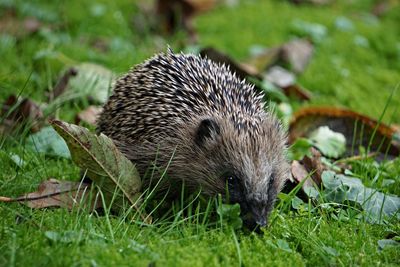 Close-up of hedgehog on grass