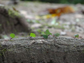 Close-up of small lizard on rock