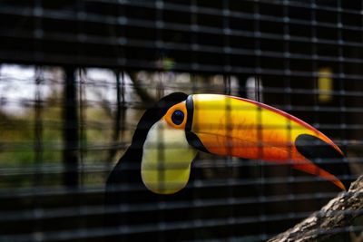 Close-up of bird in cage