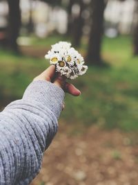 Close-up of hand holding flowers