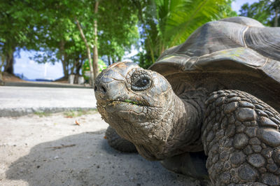 Close-up of turtle